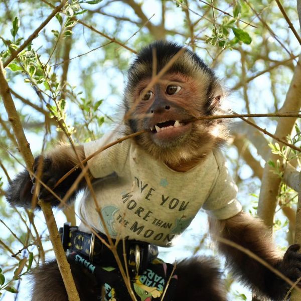 Magníficos monos capuchinos ahora disponibles (+34634172552)