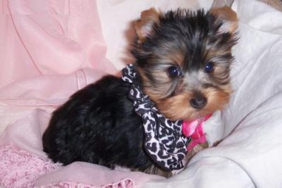 Adorable Yorkshire Terrier cachorros en venta
