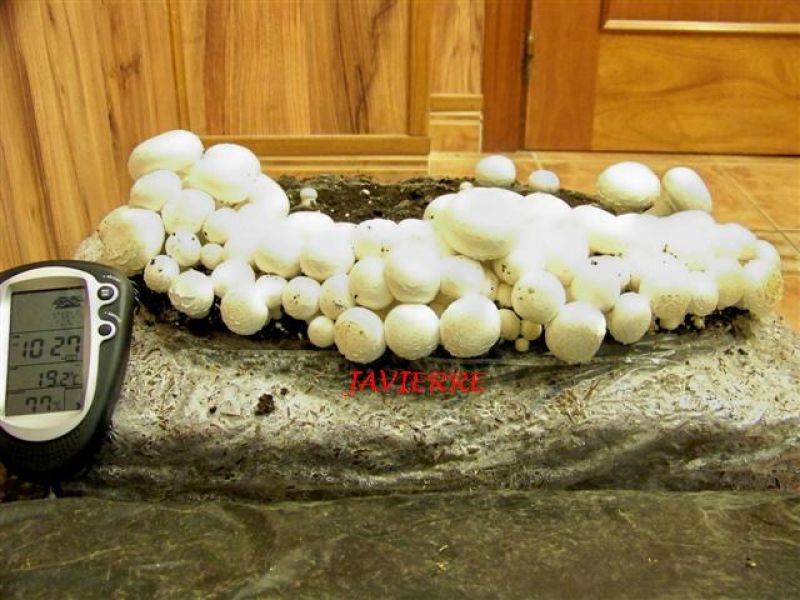 Aprende a cultivar setas en casa