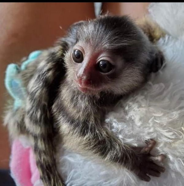 Precioso bebé capuchino y mono tití para la adopción