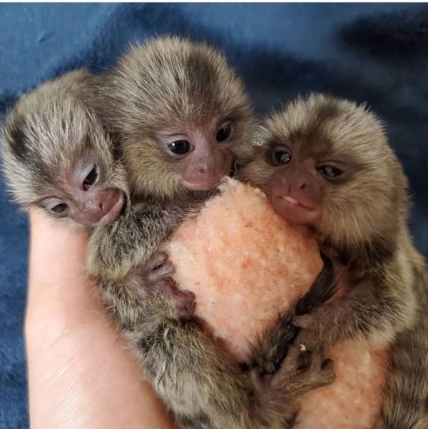 Lindo bebé monos tití para su aprobación