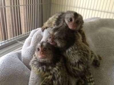 Preciosos de Monos Capuchinos y Monos titi para venta