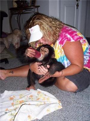 Beb capuchinos, chimpanc beb, beb Lemur y Kinkajou est a la venta