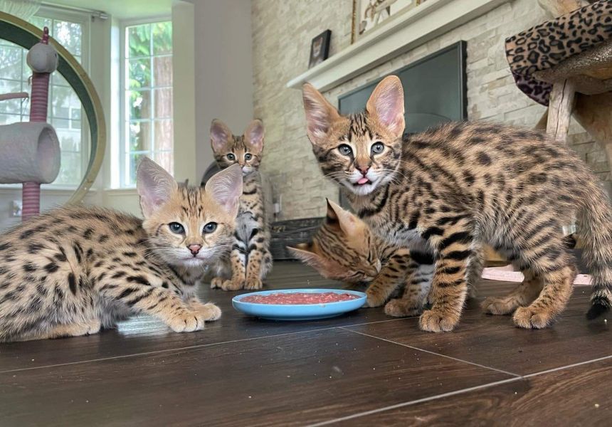 Gatitos sabana F1 disponibles