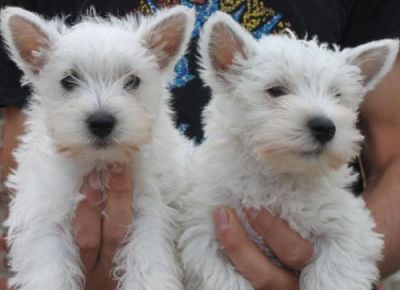 Cuidar westy cachorros altas para los hogares.