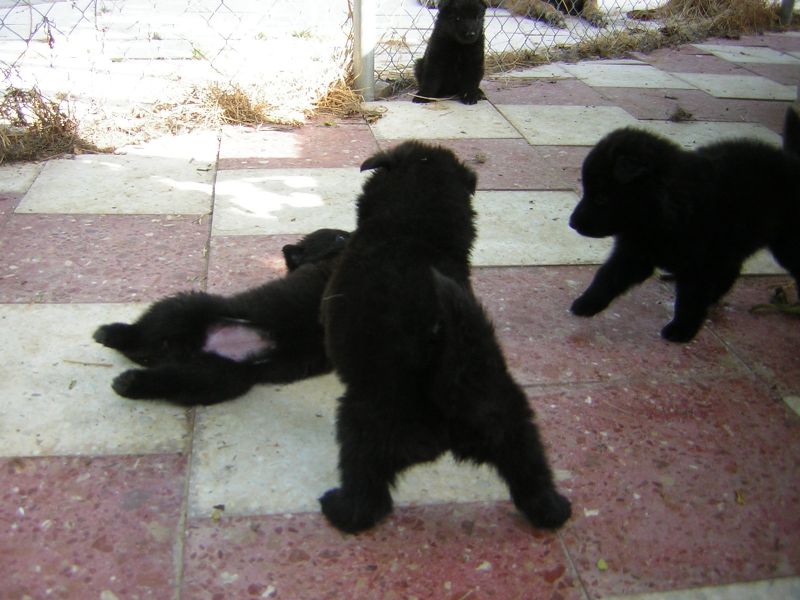 Pastor Belga Groenendael cachorros