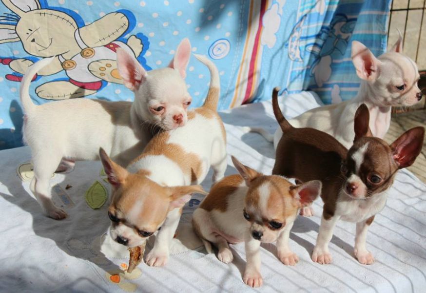 Tenemos cachorros chihuahua machos y hembras para regalo