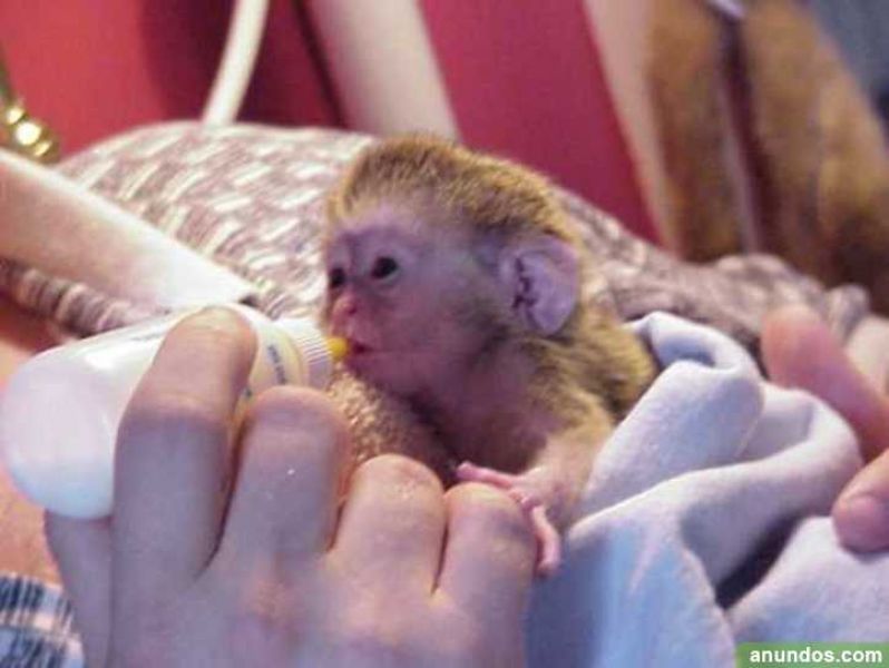 Monos capuchinos bien domesticados disponibles