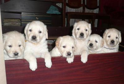 Regalamos cachorros Golden 2 hembras y macho...