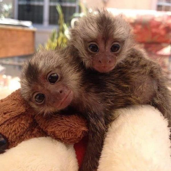 Monos mono tití para adopción