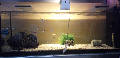 Se vende acuario de 100 litros