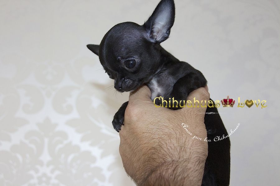 Chihuahua de 3 Meses de las mas pequeas