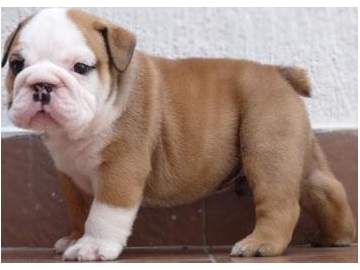 REGALO, Bulldog Ingles