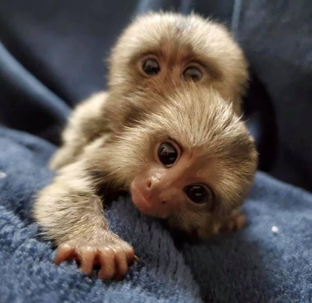 Beb Titi, capuchino y monos ardilla para su adopcin.