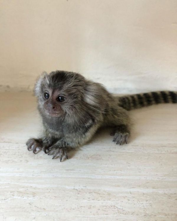 Macho y hembra bebe mono titi para venta