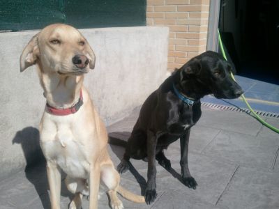 Perros regalo perros preciosos