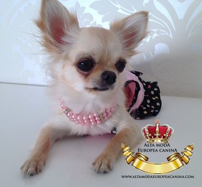 Collares para Perros pequeos