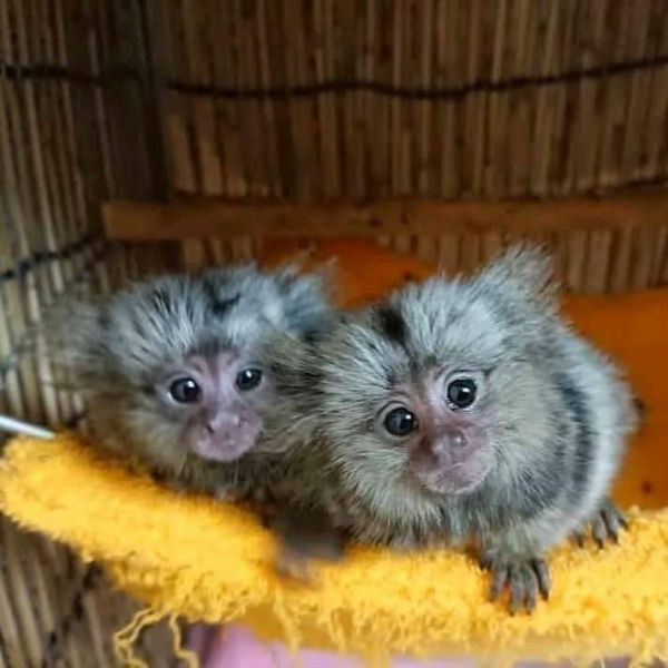 Dos Monos titis y monos capuchinos adorables