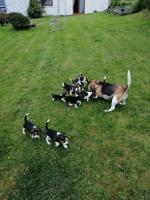Preciosos cachorros Beagle.