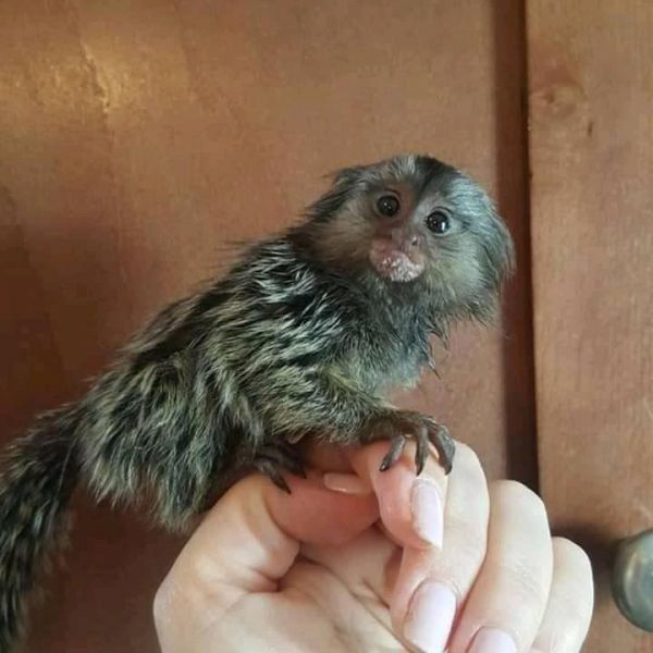 Beb monos tit pigmeo para la adopcin