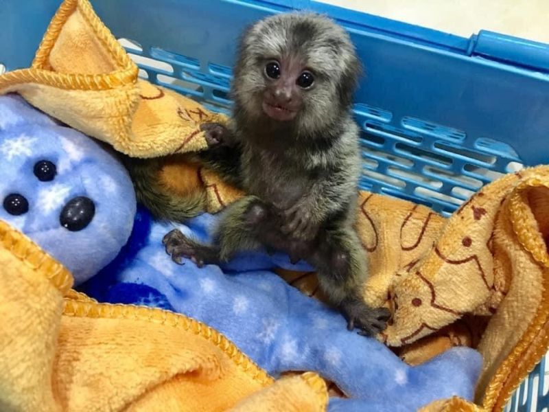 Monos tites del nuevo mundo a la venta.