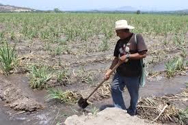 Se busca personal para trabajar en la campaa de la fresa y otras campaas de frutas, hortalizas 