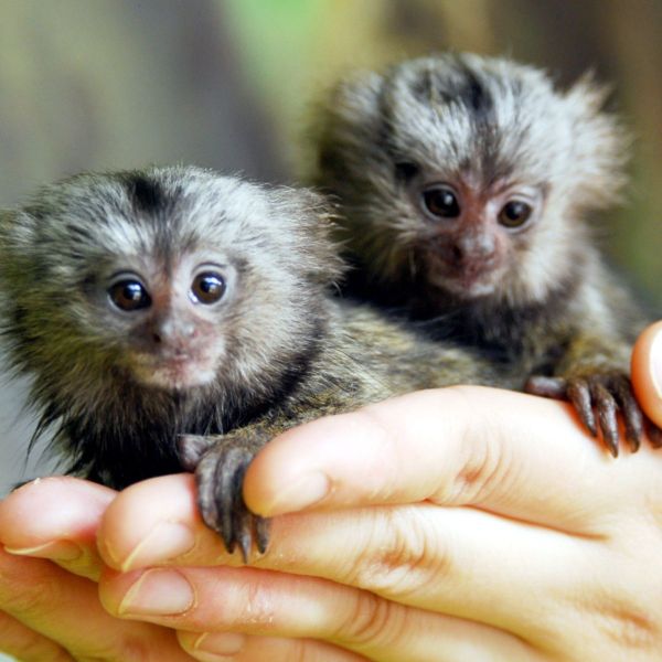 Lindo Monos beb mono tit para adopcin 