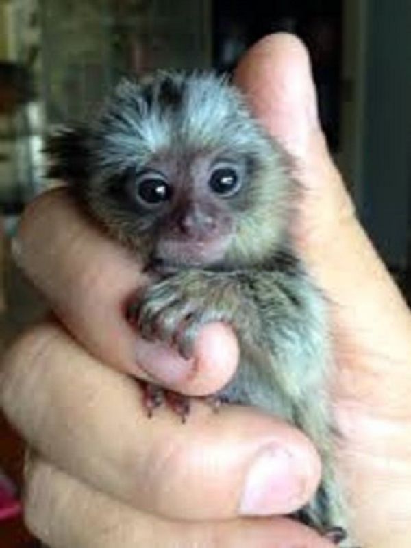 Monos tit de beb para su adopcin