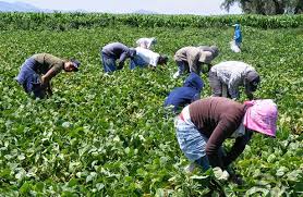 Se busca personal para trabajar en la campaa de la fresa y otras campaas de frutas, hortalizas 