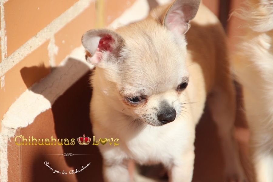 Venta chihuahuas