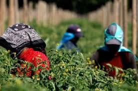 Se busca personal para trabajar en la campaa de la fresa y otras campaas de frutas, hortalizas