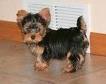 Adorables cachorros Yorkie disponibles machos y hembras