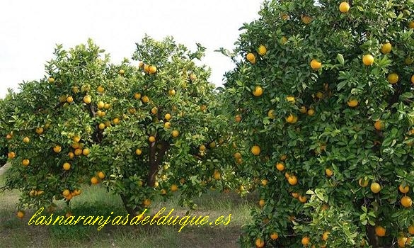 Naranjas del Duque