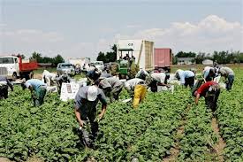 Se solicitan trabajadores para esta campaa de recoleccin de fruta y verdura 