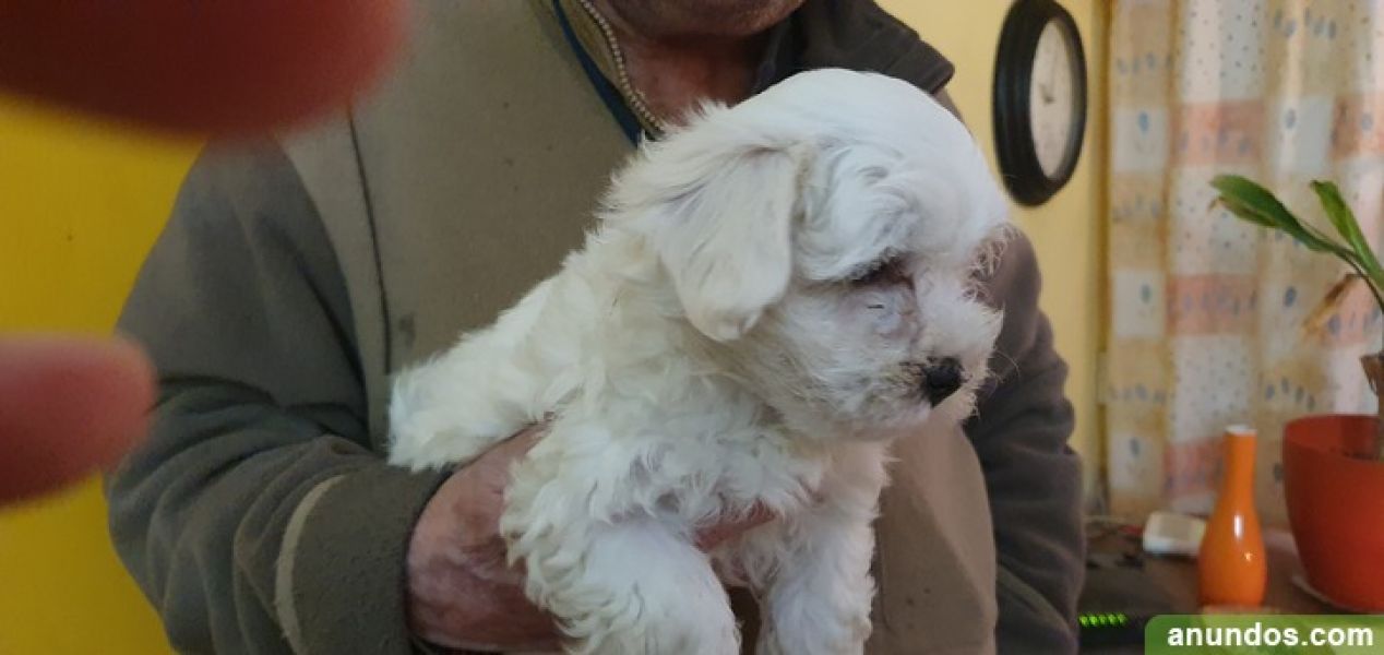 Bichon maltes