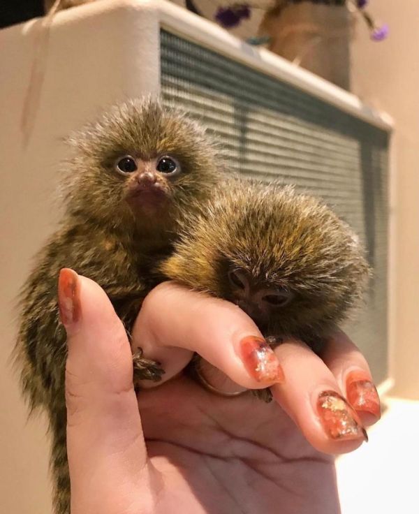 Tenemos dos adorable beb monos titi