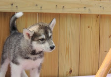  cachorros de husky siberiano