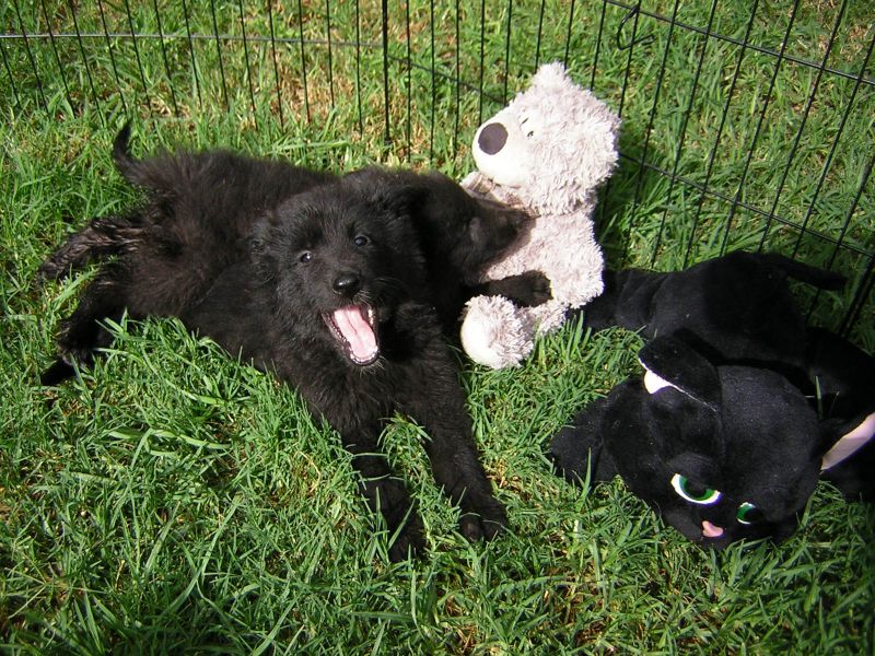 Cachorros Pastor Belga Groenendael