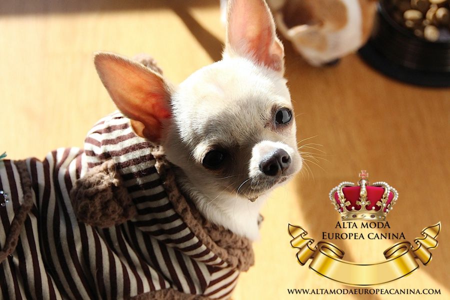 Viste a tu perrito en Alta Moda Europea Canina