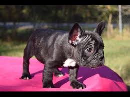 03 cachorros de Lindo Bulldog Frances