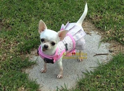 Arneses para perros, arneses para chihuahuas