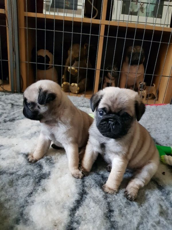 Cachorros Pug a la venta