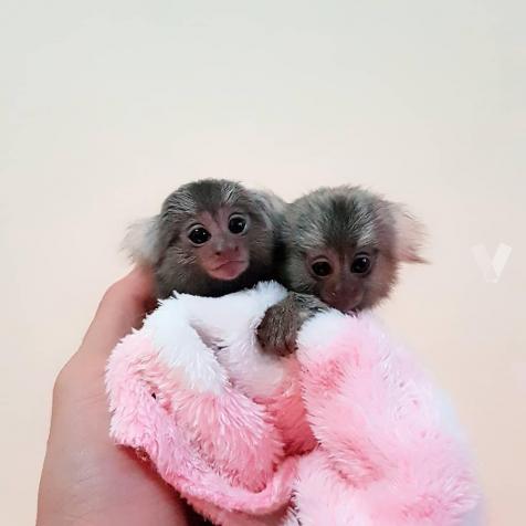 2 Lindo Monos tití de bebé para su adopción