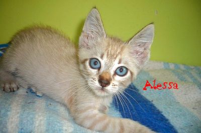 Alessa siamesa de 2 meses busca hogar