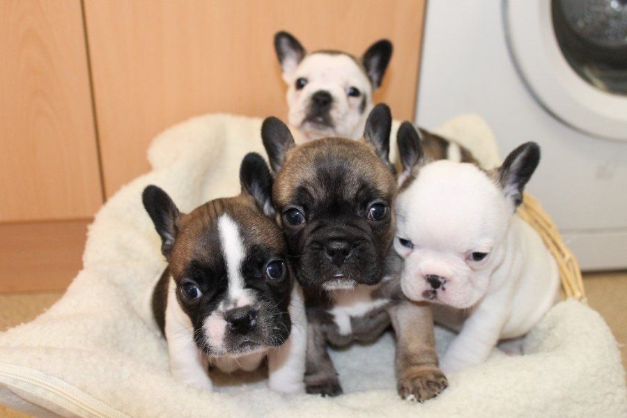 Cachorros de bulldog francés para adopción