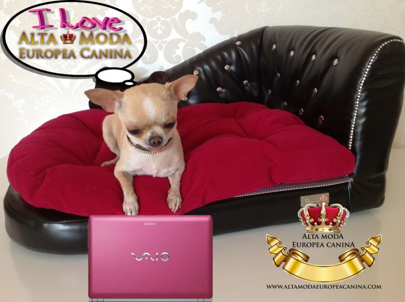 Alta Moda Europea Canina, El Armario de Tu Perrito