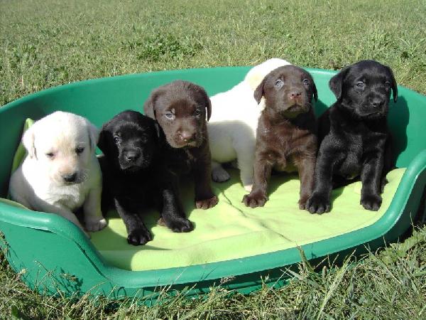 Temenos Cachorros labrador en todos los colores.