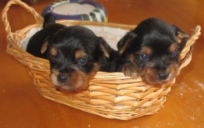 Cachorros yorkshire