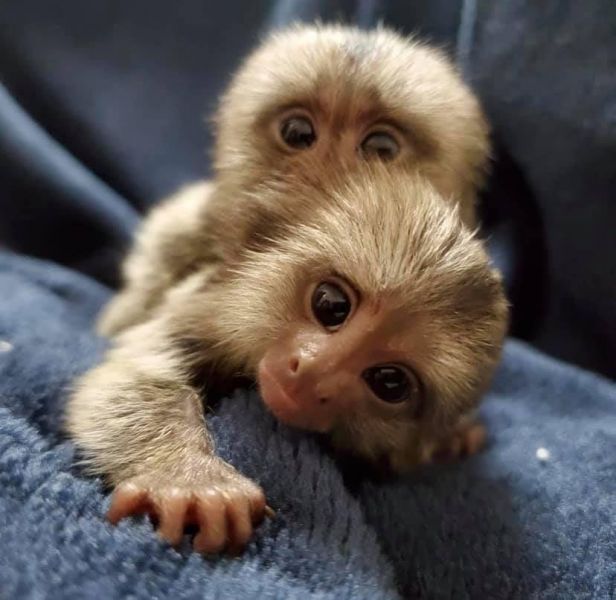 Socializado monos titi para su adopción