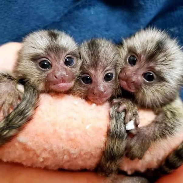 Monos titi para su aprobacion preciosas